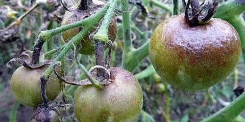 Kako preraditi paradajz od fitoftore u stakleniku